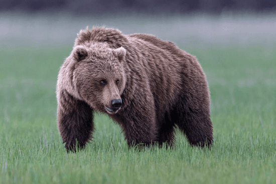 Grizzly bears to return to Washington state